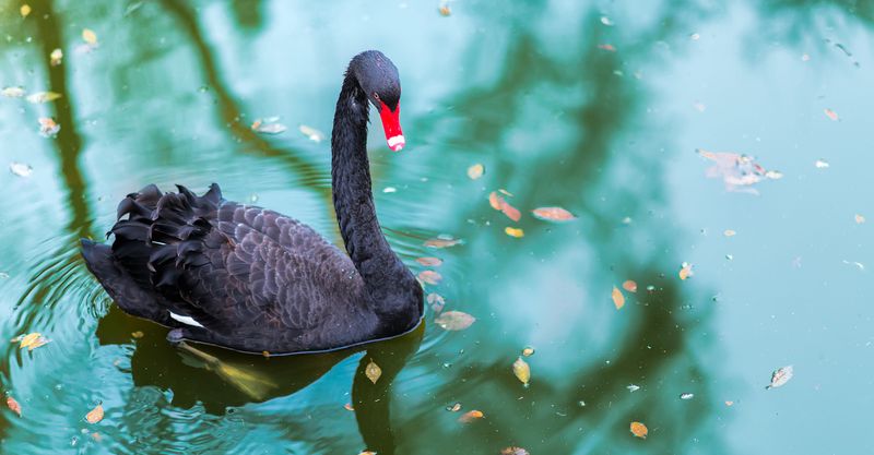 A black swan.