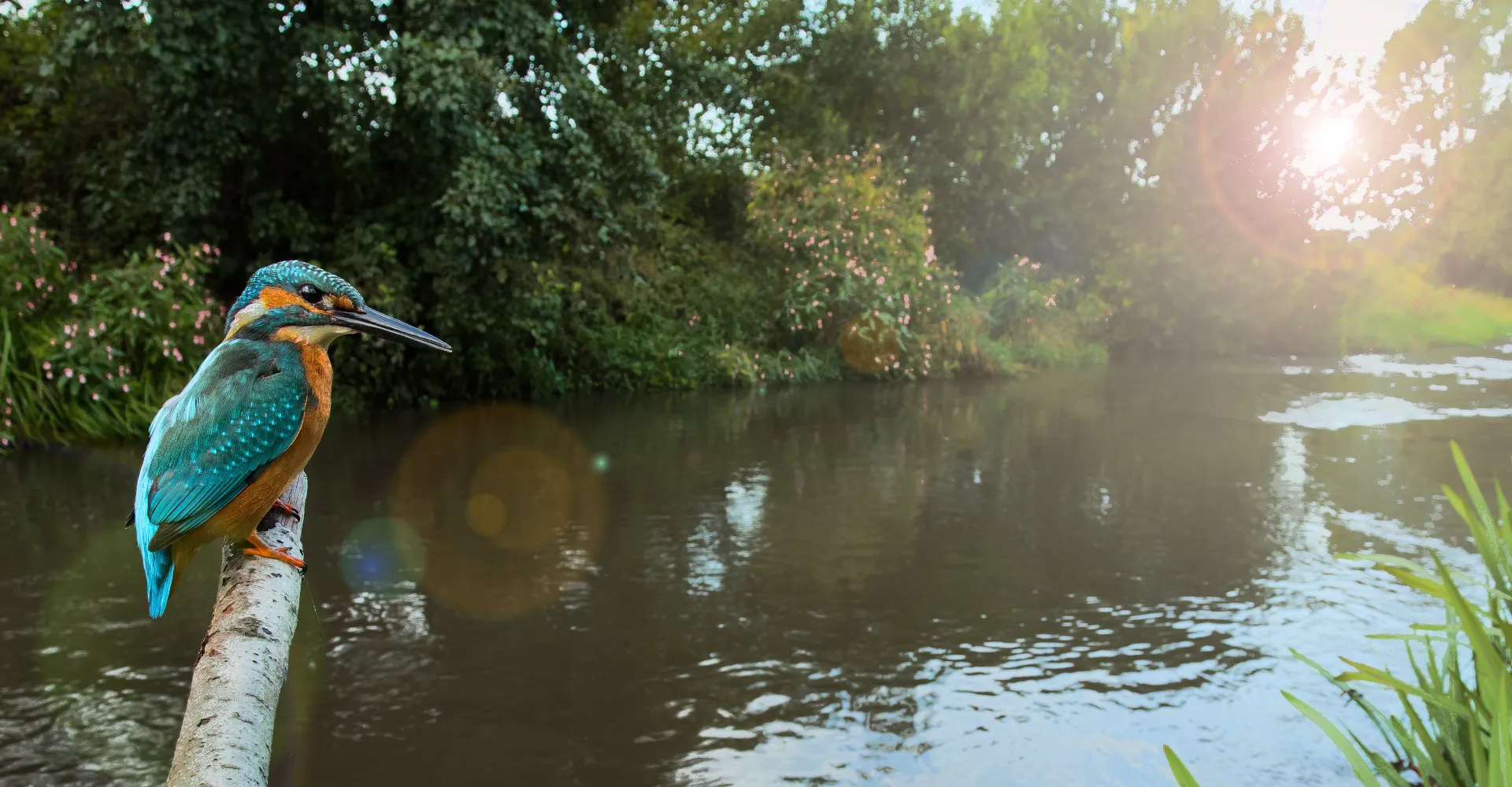 A kingfisher bird fishing in murky waters